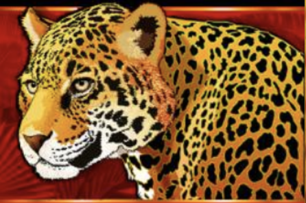 leopard