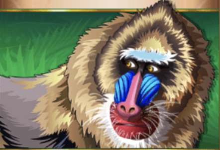 chimpanzee